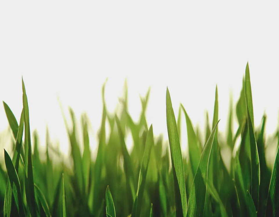 Delicate green grass blades sway gently