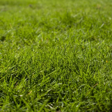 Green, healthy grass fills the image